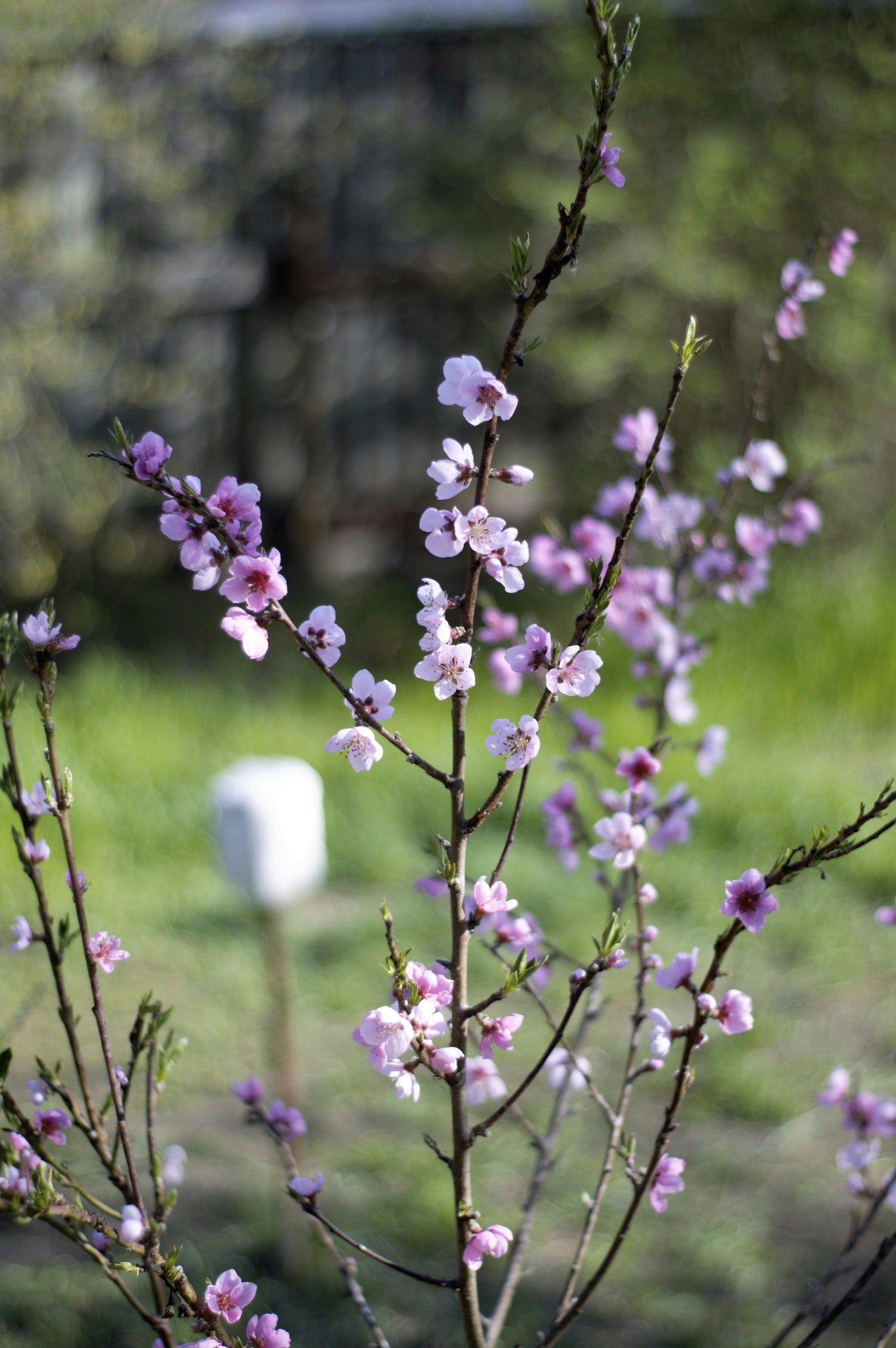 Spring Collection